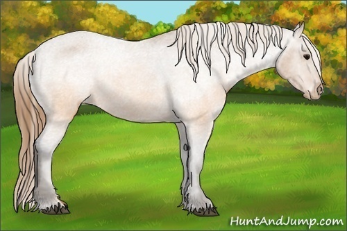 Horse Color:Buckskin Varnish  Brindle