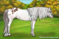 Horse Color:Brown Appaloosa Brindle