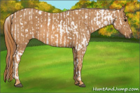 Horse Color:Brown Appaloosa  Brindle
