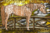 Horse Color:Brown Appaloosa  Brindle