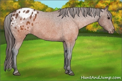 Horse Color:Brown Appaloosa  Brindle