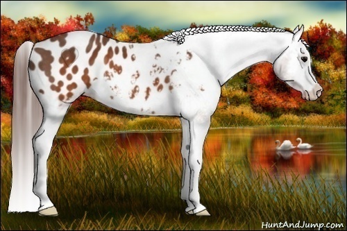 Horse Color: Brown Blanket  Brindle