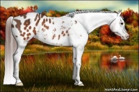 Horse Color:Brown Appaloosa  Brindle