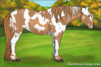Horse Color:Brown Appaloosa  Brindle