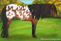 Horse Color:Brown Appaloosa  Brindle