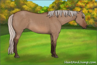 Horse Color:Silver Bay Dun Sabino