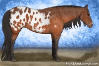 Horse Color:Brown Appaloosa  Brindle