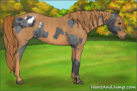 Horse Color:Brown Appaloosa Brindle
