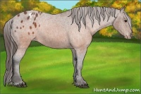 Horse Color:Brown Appaloosa  Brindle