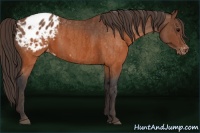 Horse Color:Brown Appaloosa  Brindle