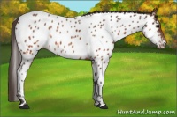 Horse Color:Brown Appaloosa Brindle