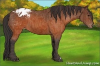 Horse Color:Brown Blanket  Brindle