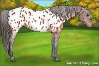 Horse Color:Brown Appaloosa  Brindle