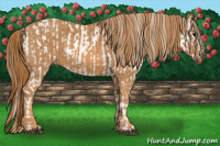 Horse Color:Brown Appaloosa  Brindle