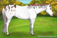 Horse Color:Brown Appaloosa Brindle