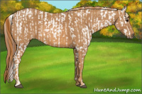 Horse Color:Brown Appaloosa Brindle