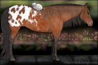 Horse Color:Brown Appaloosa Brindle
