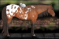 Horse Color:Brown Appaloosa  Brindle