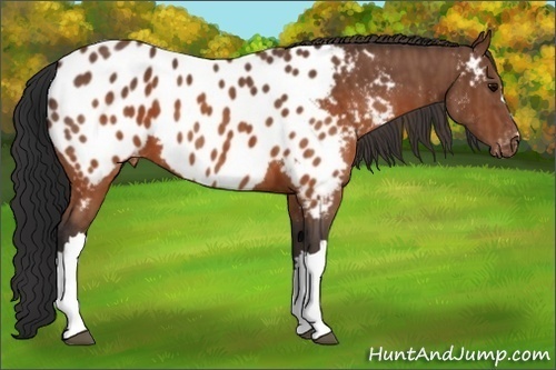 Horse Color: Brown Blanket  Brindle