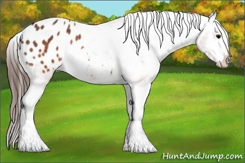 Horse Color: Brown Blanket  Brindle