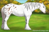 Horse Color:Brown Appaloosa  Brindle