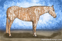 Horse Color:Brown Appaloosa Brindle