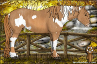 Horse Color:Brown Appaloosa  Brindle
