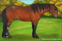 Horse Color:Brown Appaloosa and Brown Appaloosa