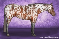 Horse Color:Brown Appaloosa Brindle