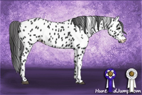 Horse Color: Black Near Leopard 