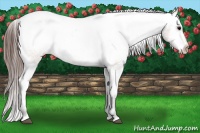 Horse Color:Brown Appaloosa  Brindle