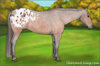 Horse Color:Brown Appaloosa  Brindle