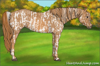 Horse Color:Brown Appaloosa Brindle