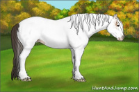 Horse Color:White Spotted Bay 