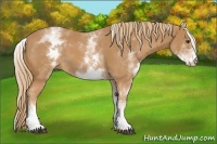 Horse Color:White Spotted Chestnut 