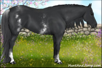 Horse Color:White Spotted Black