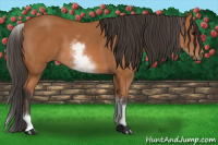 Horse Color:White Spotted Bay 