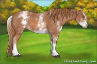 Horse Color:White Spotted Chestnut 