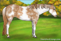 Horse Color:White Spotted Chestnut Sabino Frame 
