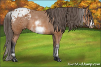 Horse Color:White Spotted Bay Sabino Frame Appaloosa 