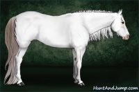 Horse Color:White Spotted Bay Frame Appaloosa 