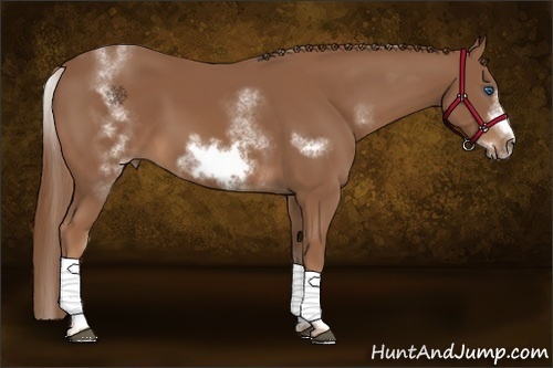 Horse Color: White Spotted Chestnut Sabino Frame 