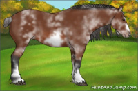 Horse Color:White Spotted Bay Sabino Frame