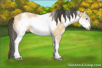 Horse Color:White Spotted Buckskin Sabino Frame 