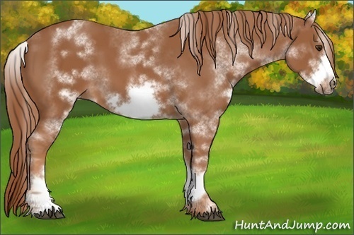 Horse Color: White Spotted Chestnut Sabino Frame 