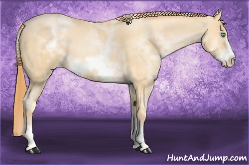 Horse Color: White Spotted Buckskin Pearl Sabino Frame 