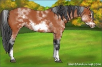 Horse Color:White Spotted Bay Sabino Frame 