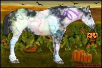 Horse Color:White Spotted Black Sabino Frame