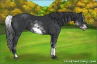 Horse Color:White Spotted Black Sabino Frame 