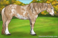Horse Color:White Spotted Chestnut Sabino Frame 